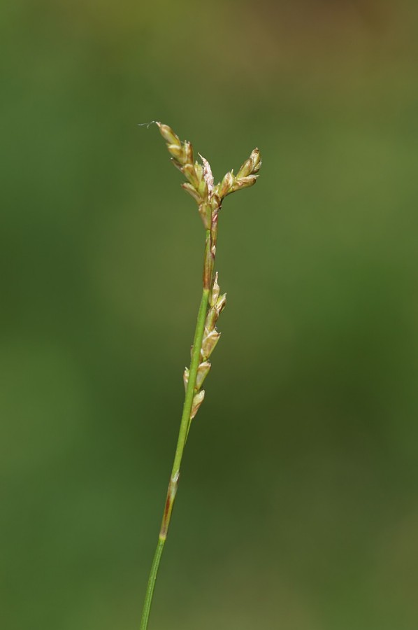 <i>Carex digitata</i> L.