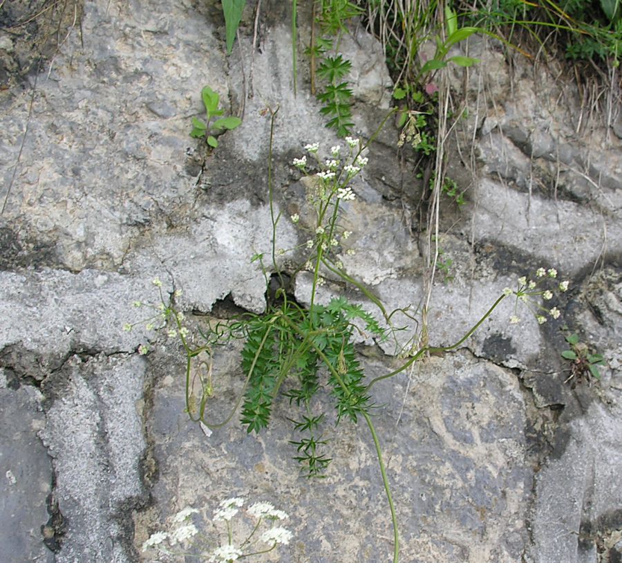 <i>Pimpinella saxifraga</i> L. subsp. <i>alpina</i> Nyman