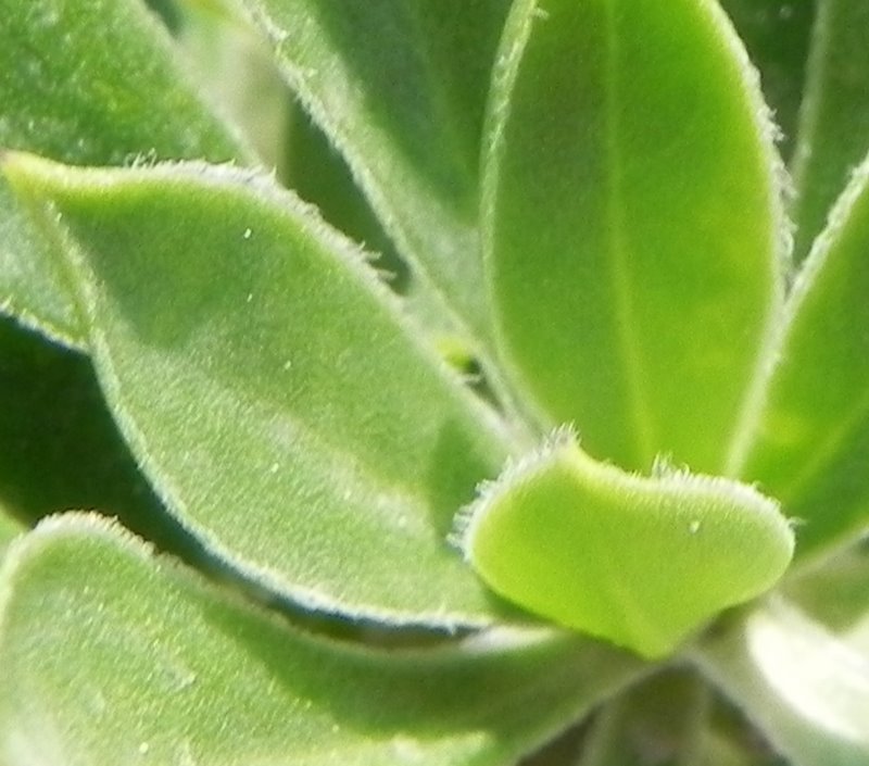 <i>Silene fruticosa</i> L.