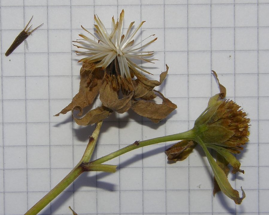 <i>Bidens connata</i> Muhl. ex Willd.