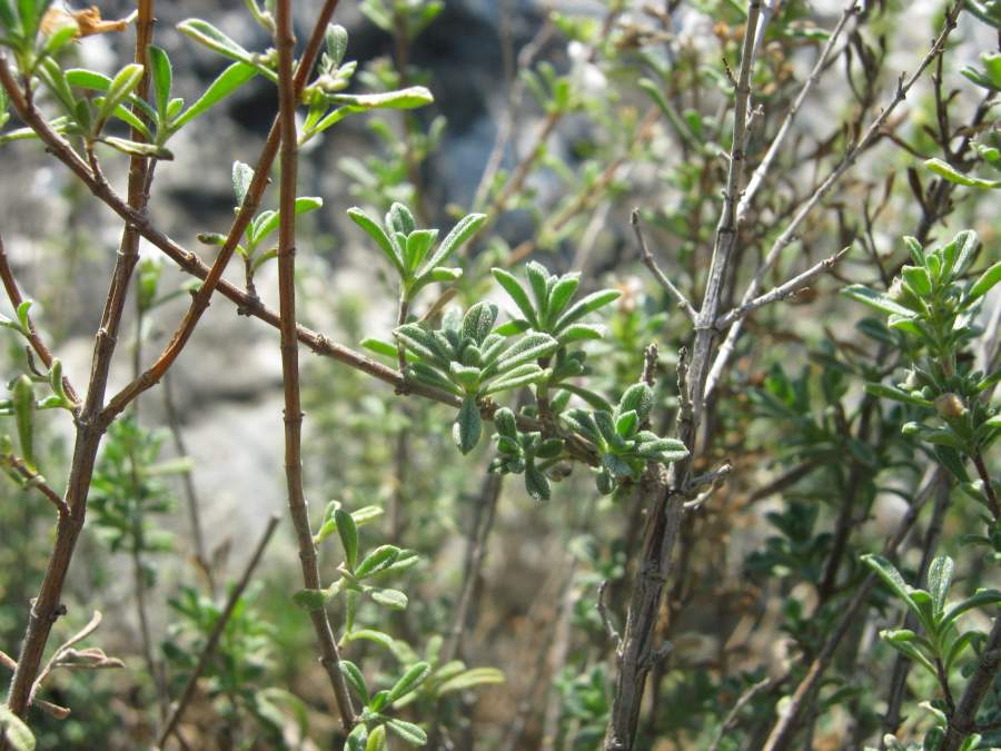 <i>Satureja cuneifolia</i> Ten.