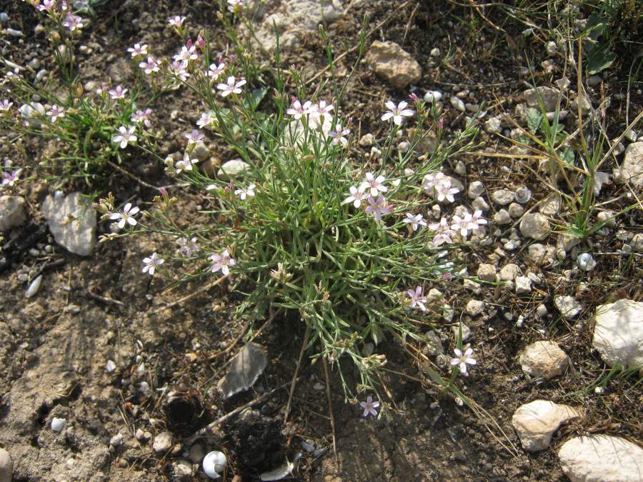 <i>Petrorhagia saxifraga</i> (L.) Link subsp. <i>saxifraga</i>