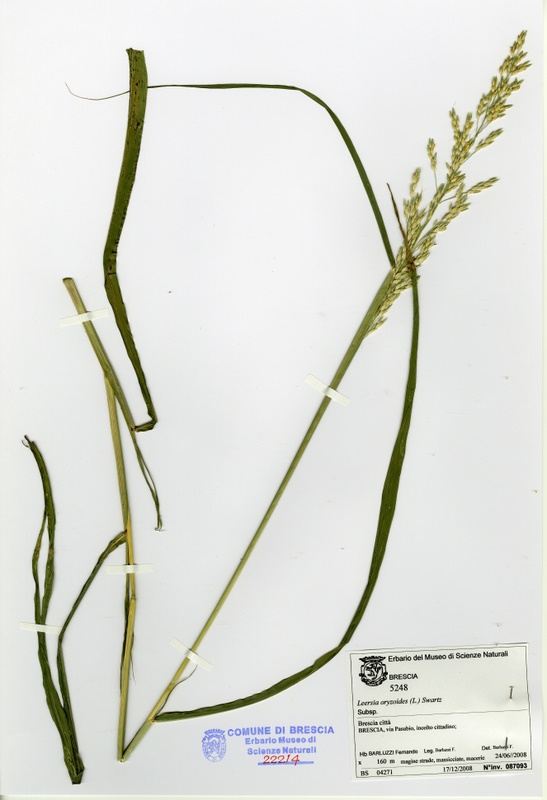 <i>Leersia oryzoides</i> (L.) Sw.