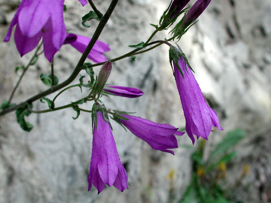 <i>Campanula sibirica</i> L. subsp. <i>divergentiformis</i> (Jáv.) Domin