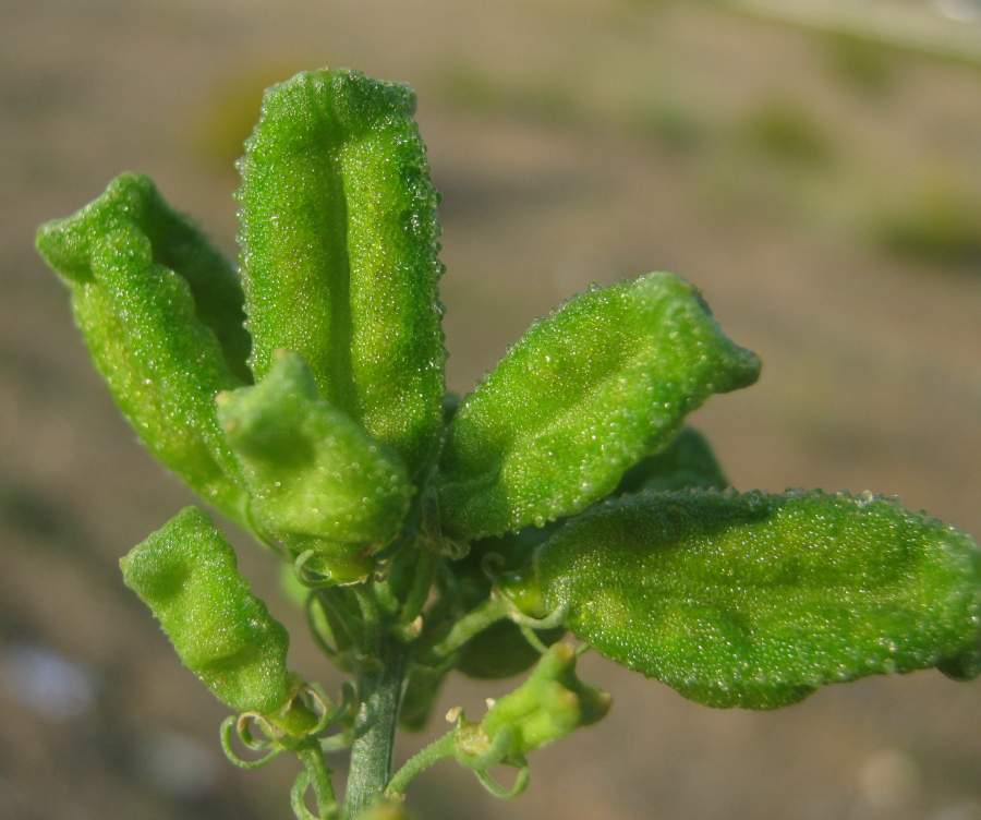 <i>Reseda lutea</i> L. subsp. <i>lutea</i>