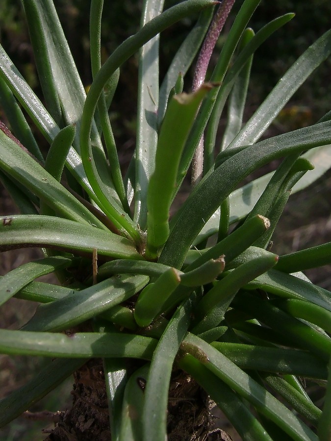 <i>Plantago crassifolia</i> Forssk.