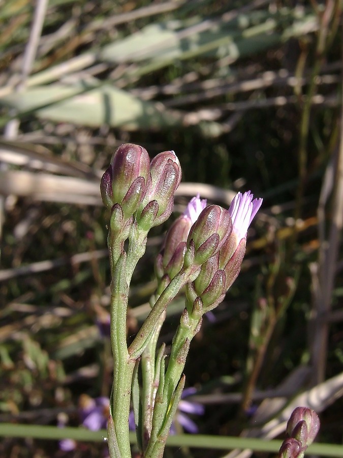 <i>Galatella tripolium</i> (L.) Galasso, Bartolucci & Ardenghi subsp. <i>pannonica</i> (Jacq.) Galasso, Bartolucci & Ardenghi