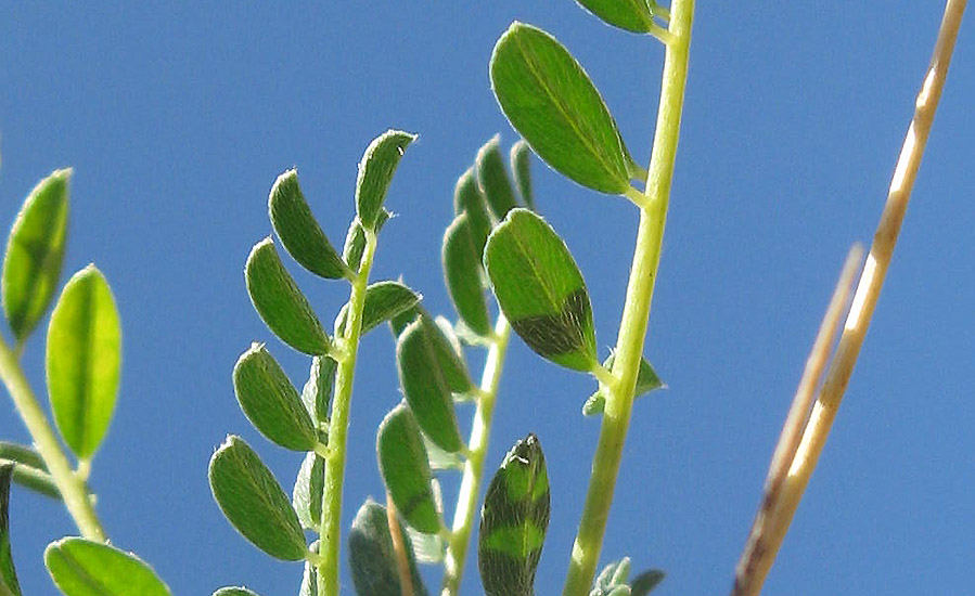 <i>Astragalus sirinicus</i> Ten.