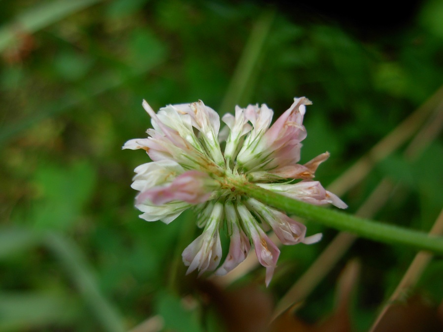 <i>Trifolium hybridum</i> L. subsp. <i>hybridum</i>