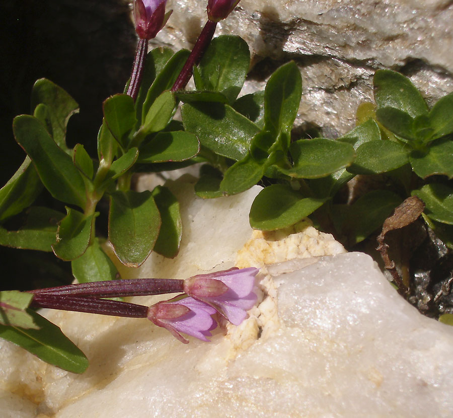 <i>Epilobium anagallidifolium</i> Lam.