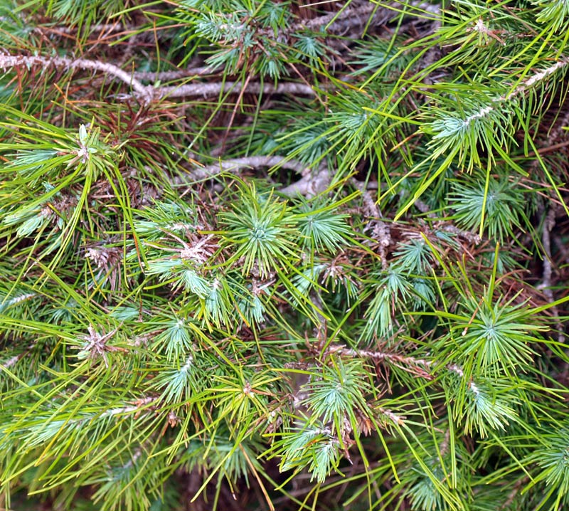 p9-Pinus-Halepensis2718-(2)r.jpg