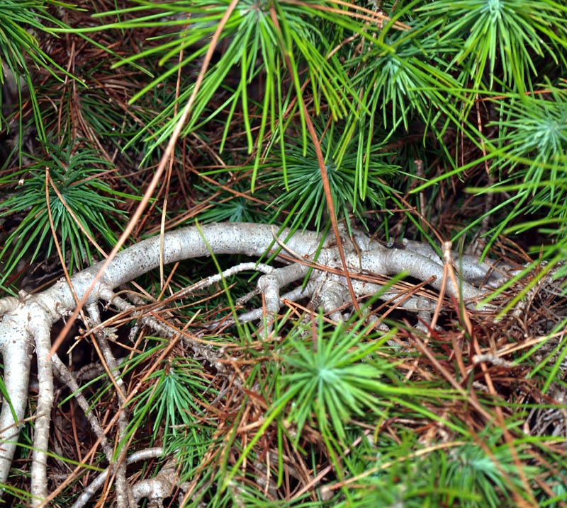 p10-Pinus-Halepensis2718-(3)r.jpg