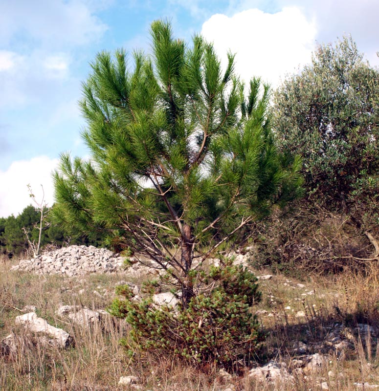 p12-Pinus-halepensis2725r.jpg