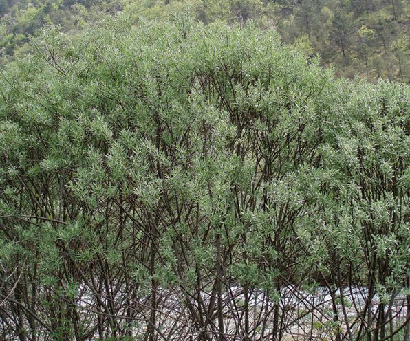 <i>Salix eleagnos</i> Scop.