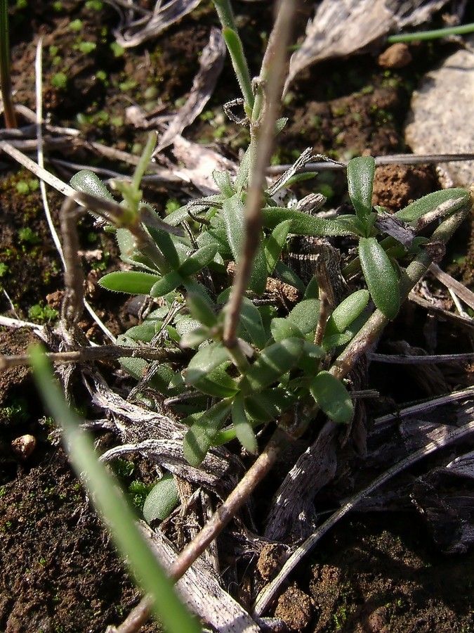 <i>Petrorhagia saxifraga</i> (L.) Link subsp. <i>gasparrinii</i> (Guss.) Pignatti ex Greuter & Burdet