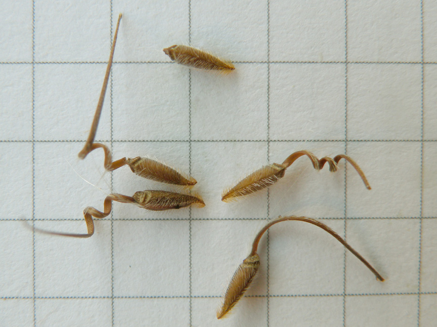 <i>Erodium malacoides</i> (L.) L'Hér. subsp. <i>malacoides</i>