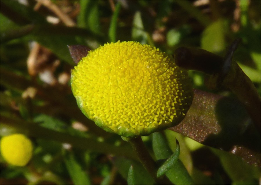<i>Cotula coronopifolia</i> L.