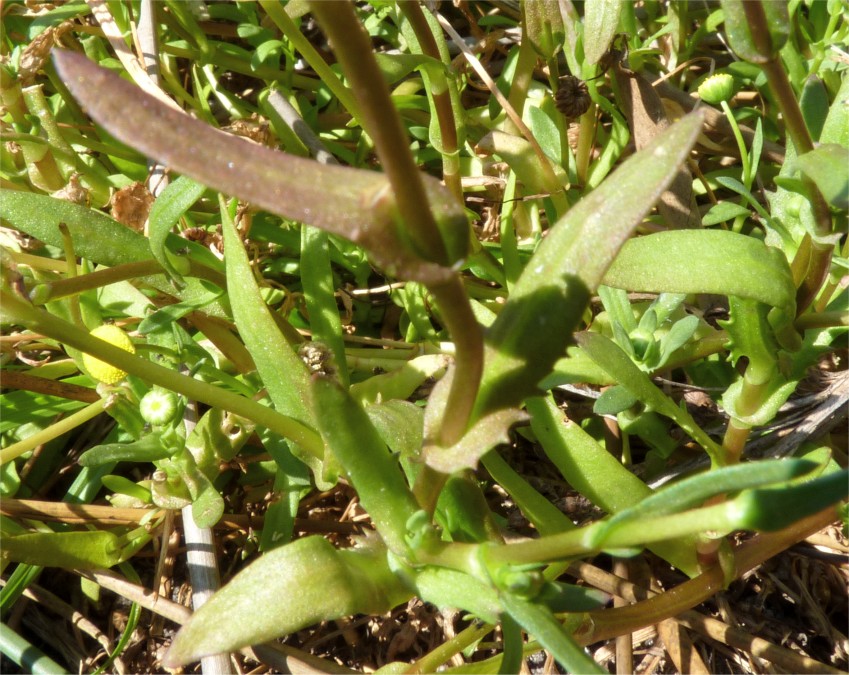Cotula coronopifolia L. {F 4837}