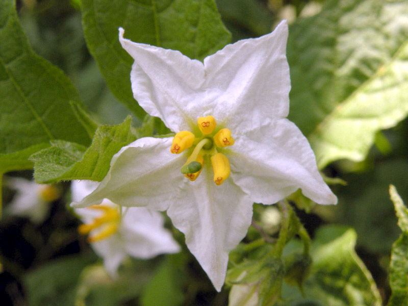<i>Solanum carolinense</i> L.