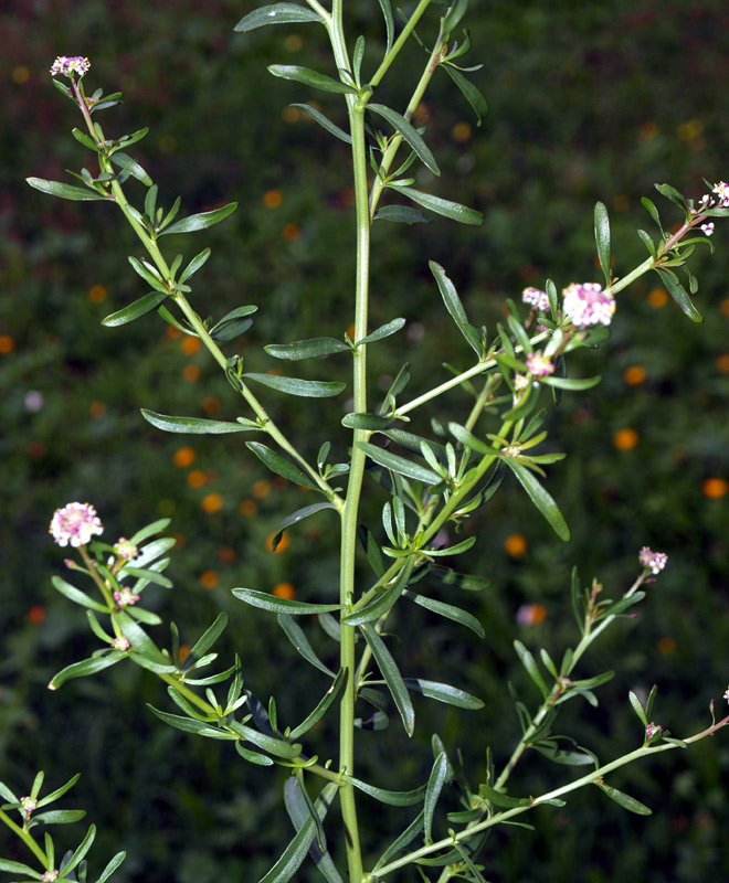 <i>Lepidium graminifolium</i> L. subsp. <i>graminifolium</i>