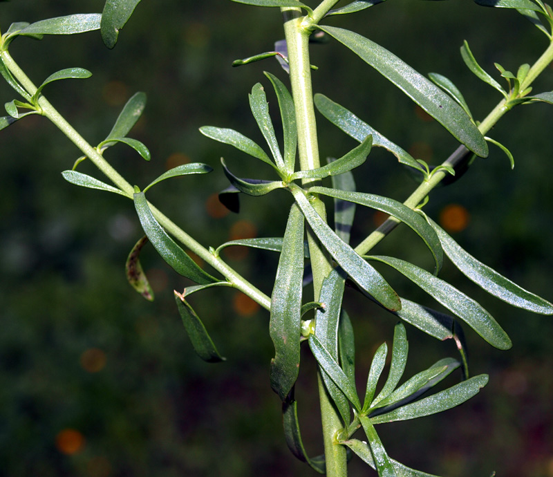 <i>Lepidium graminifolium</i> L. subsp. <i>graminifolium</i>