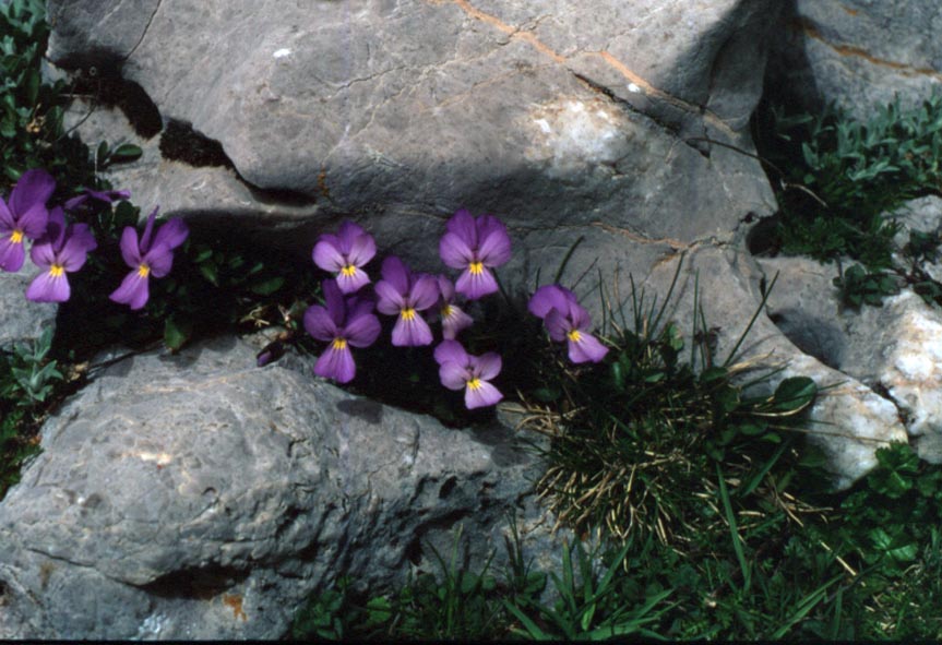 <i>Viola nebrodensis</i> C.Presl