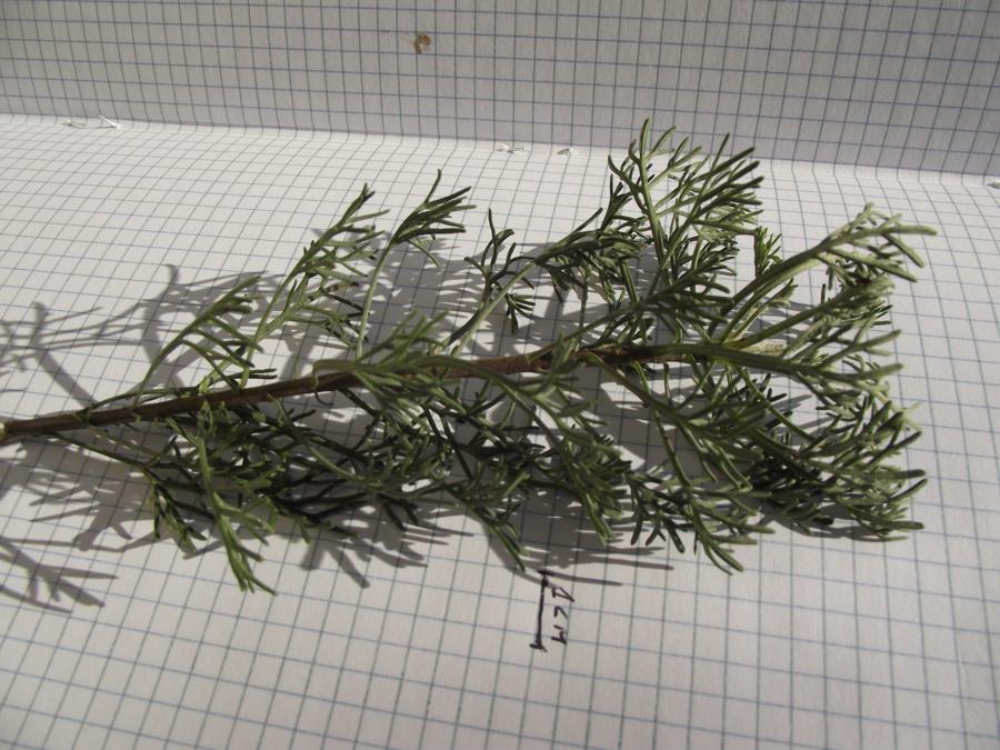 <i>Artemisia abrotanum</i> L.