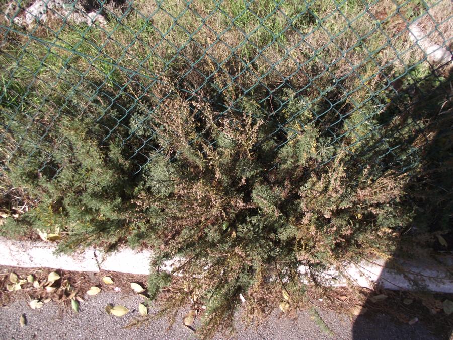 <i>Artemisia abrotanum</i> L.