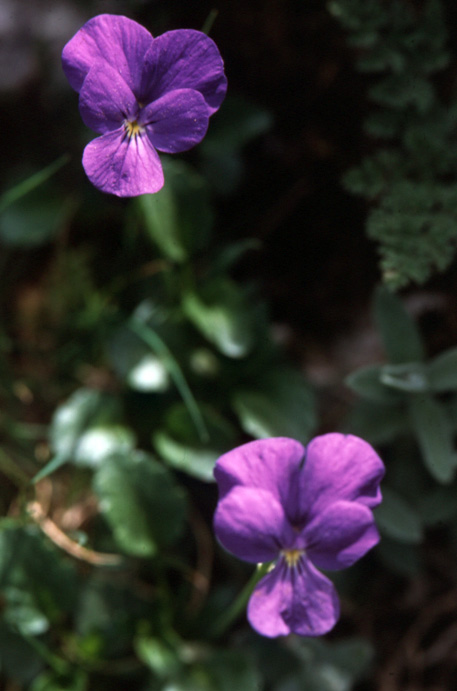 <i>Viola tineoorum</i> Erben & Raimondo