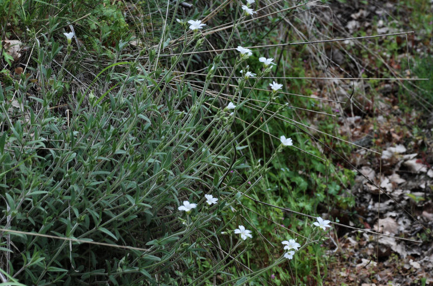 <i>Cerastium arvense</i> L. subsp. <i>arvense</i>