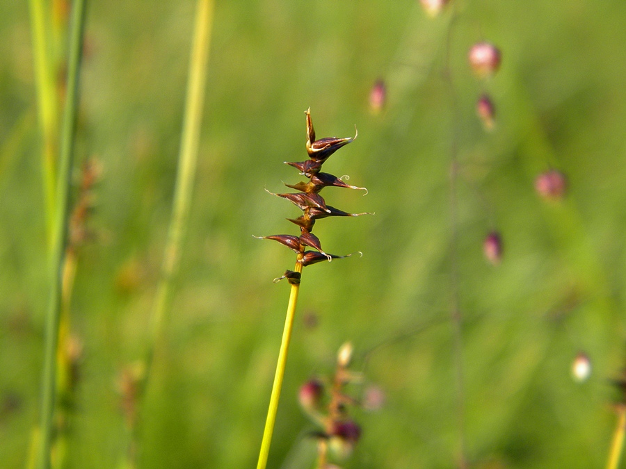 <i>Carex davalliana</i> Sm.