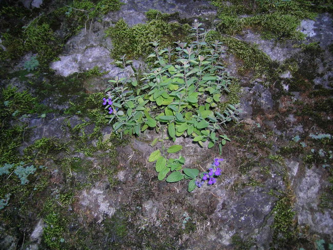 <i>Nepeta racemosa</i> Lam. subsp. <i>racemosa</i>