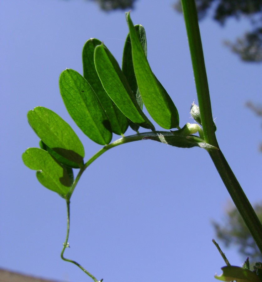 <i>Vicia eriocarpa</i> (Hausskn.) Halácsy