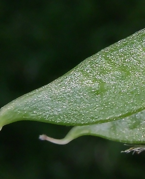 <i>Vicia eriocarpa</i> (Hausskn.) Halácsy