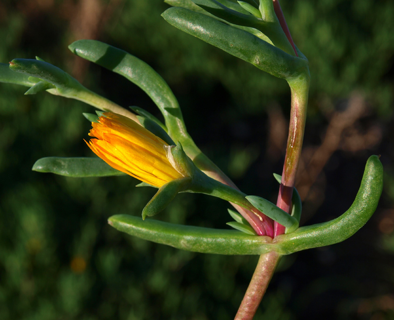 <i>Malephora lutea</i> (Haw.) Schwantes