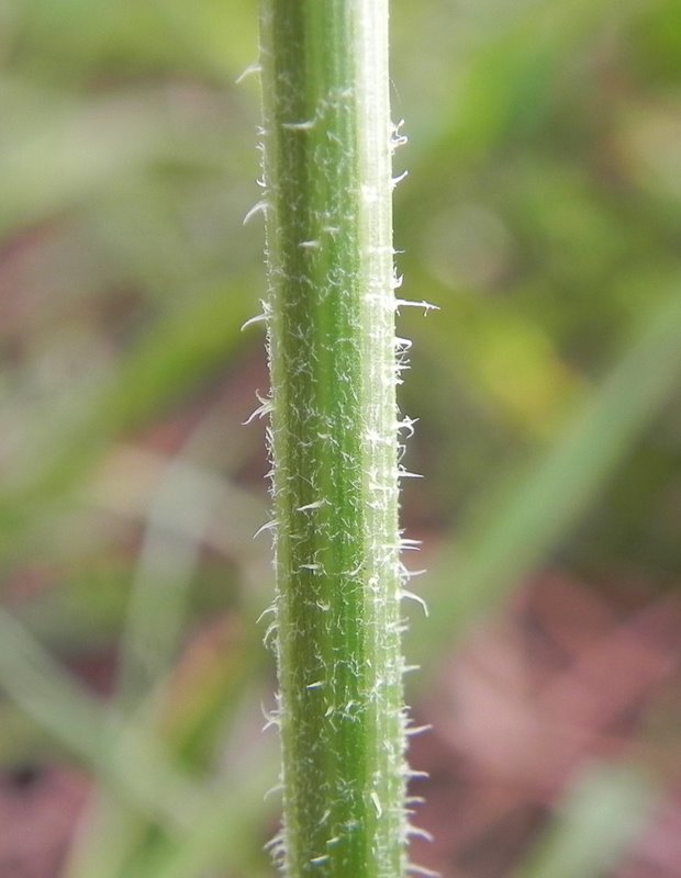 <i>Crepis hyemalis</i> (Biv.) Ces., Pass. & Gibelli