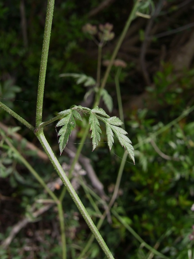 <i>Torilis arvensis</i> (Huds.) Link subsp. <i>arvensis</i>