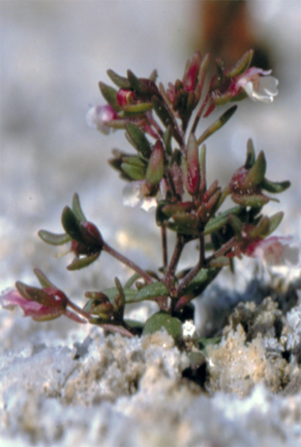 <i>Chaenorhinum rubrifolium</i> (Robill. & Castagne ex DC.) Fourr. subsp. <i>rubrifolium</i>