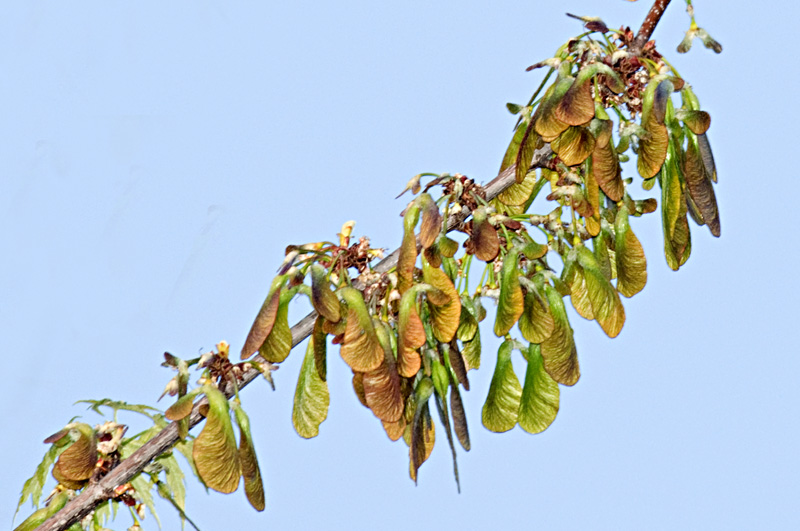 <i>Acer saccharinum</i> L.