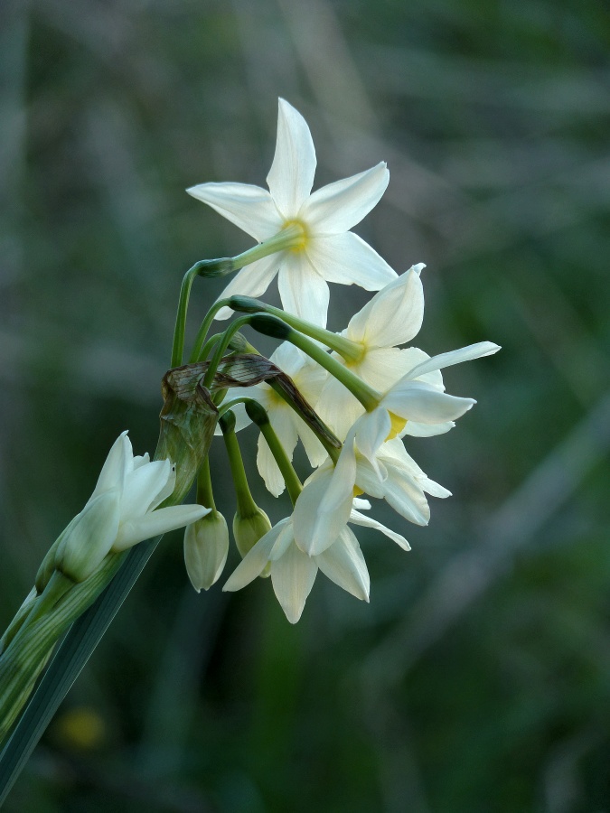 <i>Narcissus tazetta</i> L. subsp. <i>italicus</i> (Ker Gawl.) Baker