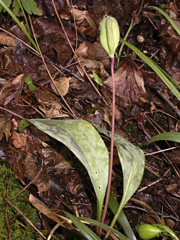 <i>Erythronium dens-canis</i> L.