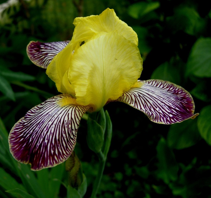 <i>Iris variegata</i> L.