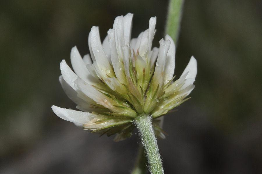 <i>Trifolium montanum</i> L.