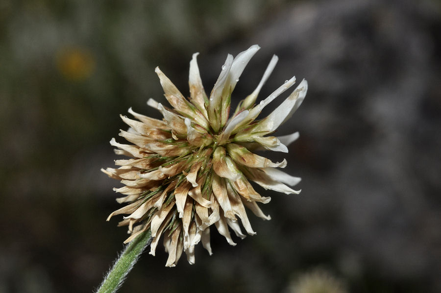 <i>Trifolium montanum</i> L.