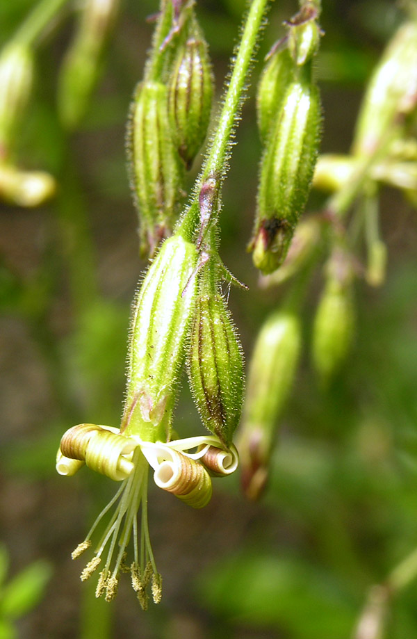 <i>Silene nutans</i> L. subsp. <i>insubrica</i> (Gaudin) Soldano