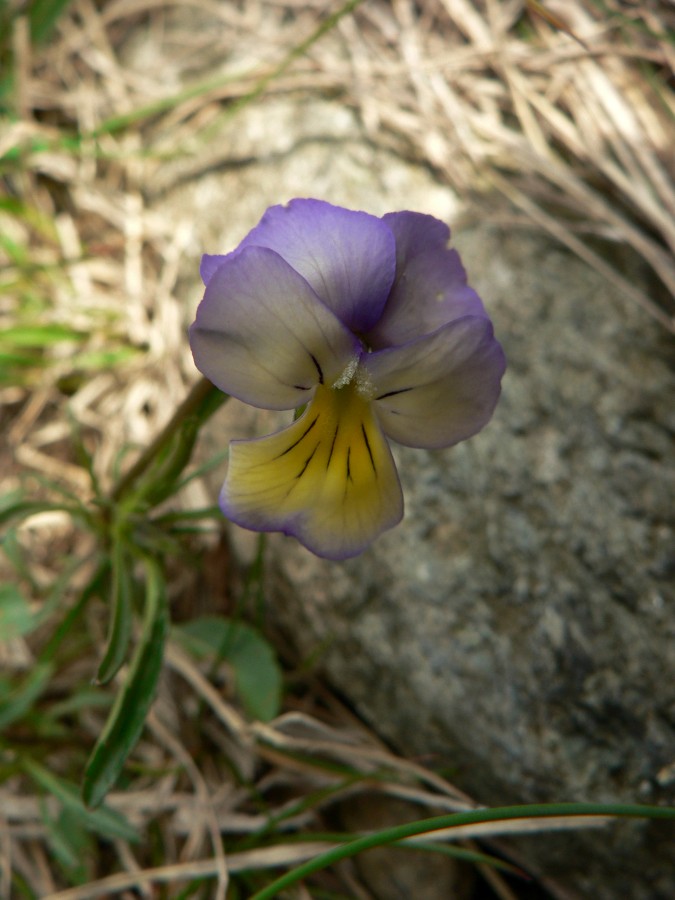 <i>Viola bertolonii</i> Pio
