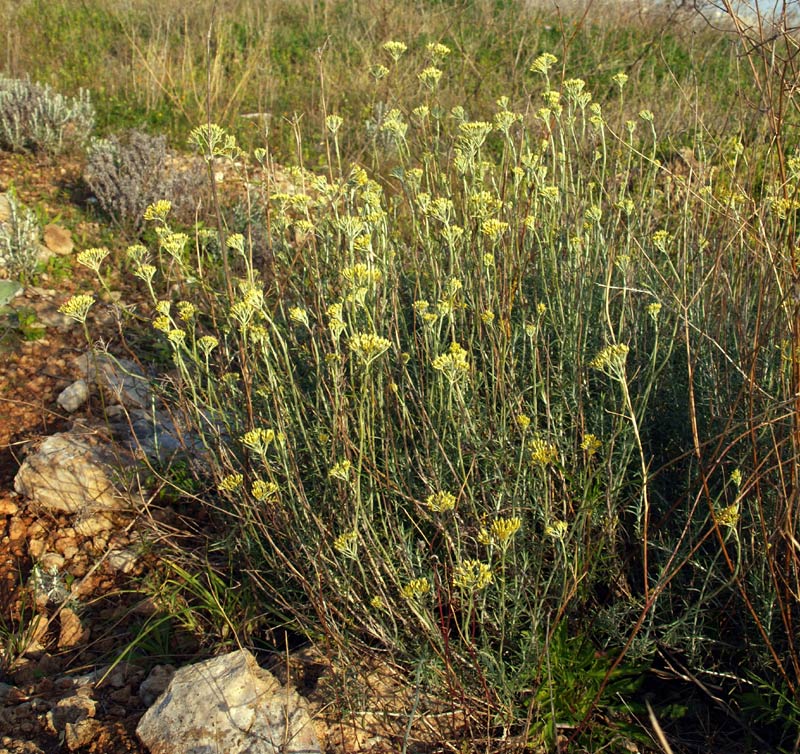 <i>Helichrysum italicum</i> (Roth) G.Don