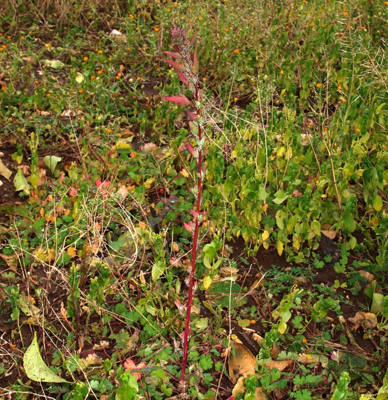 <i>Chenopodium ficifolium</i> Sm.