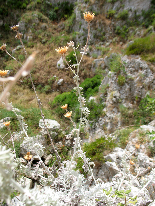 <i>Centaurea leucadea</i> Lacaita