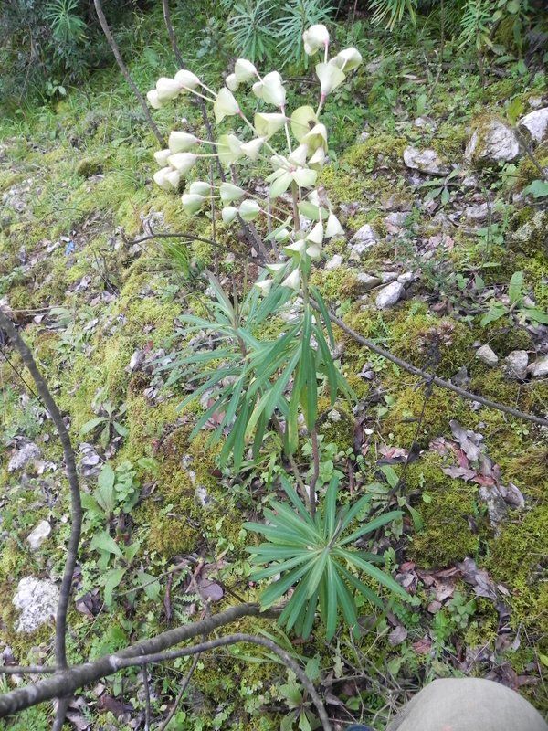 Euphorbia characias (=E. melapetala) - Monte Pellegrino - 05-03-2011 15-57-27.27.JPG